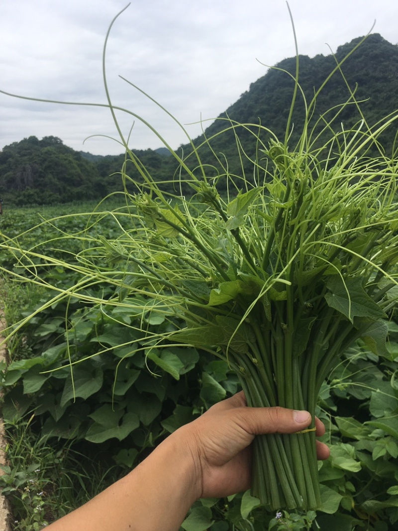 龙须菜、佛手瓜尖，产地直销，无中间商差价空运汽运、一条龙
