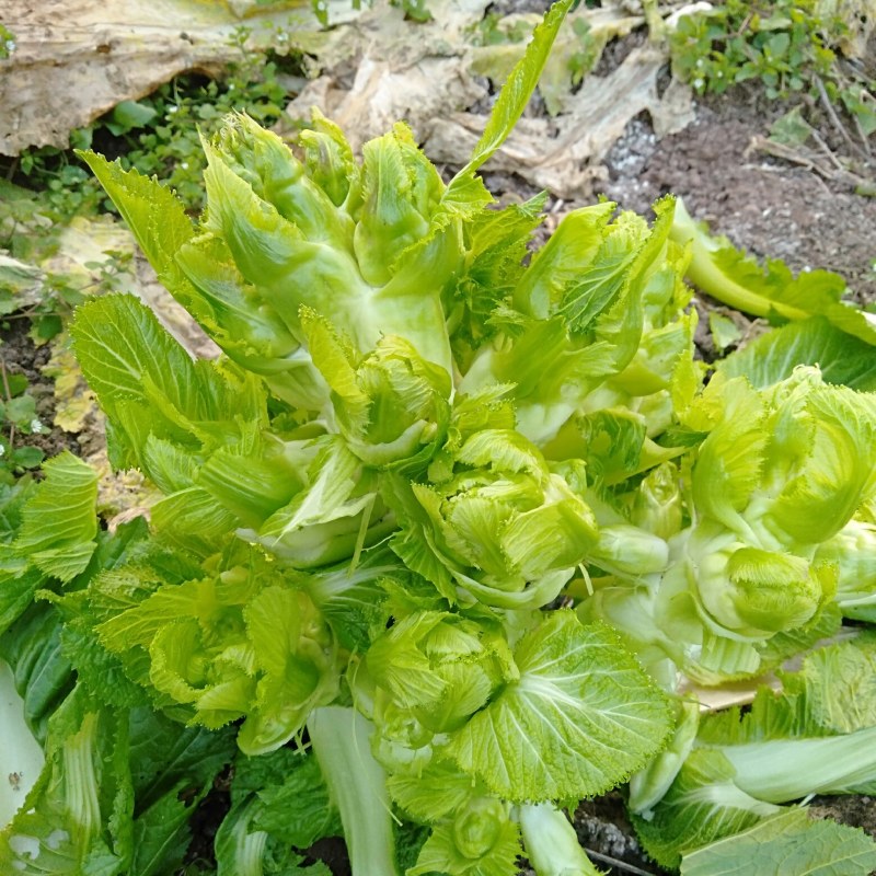 儿菜