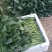 菠菜0.5元～1元大量供货，品质有保证，合作共赢