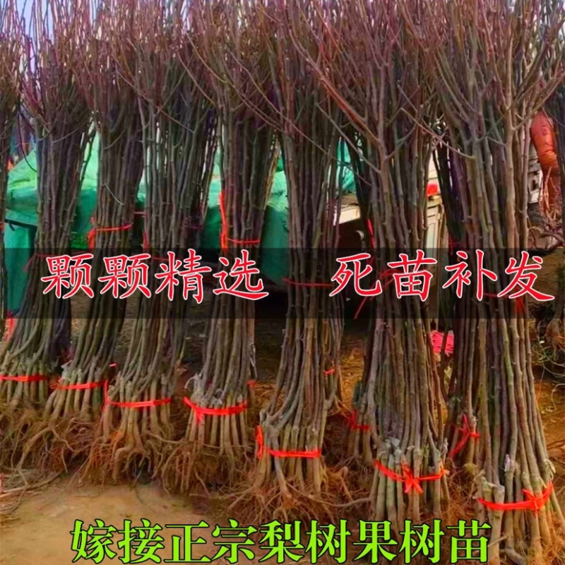 【新品种】梨树苗早酥红梨彩虹梨秋月梨保成活