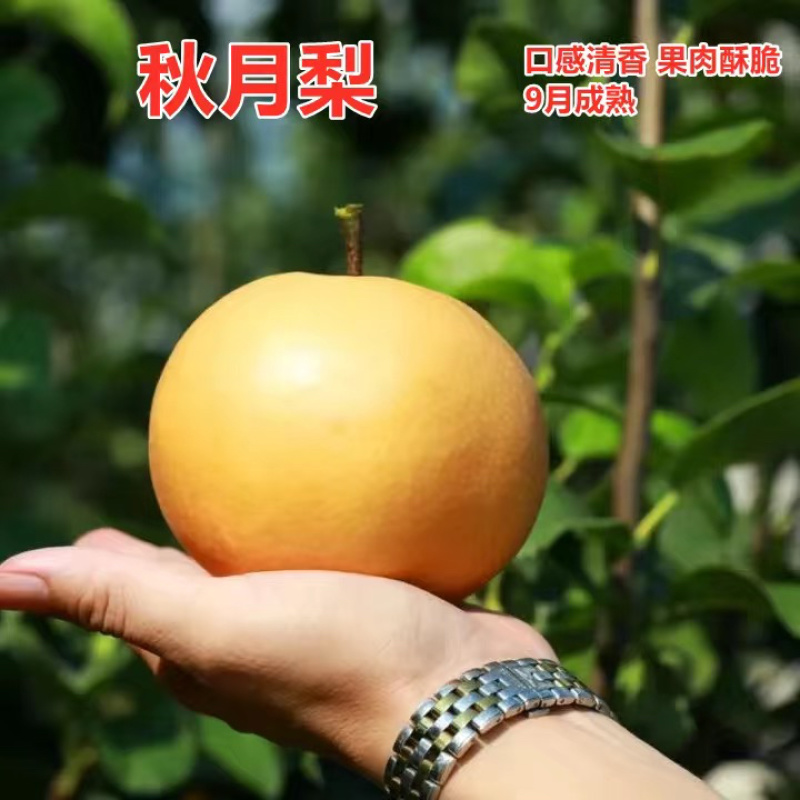 【新品种】梨树苗早酥红梨彩虹梨秋月梨保成活