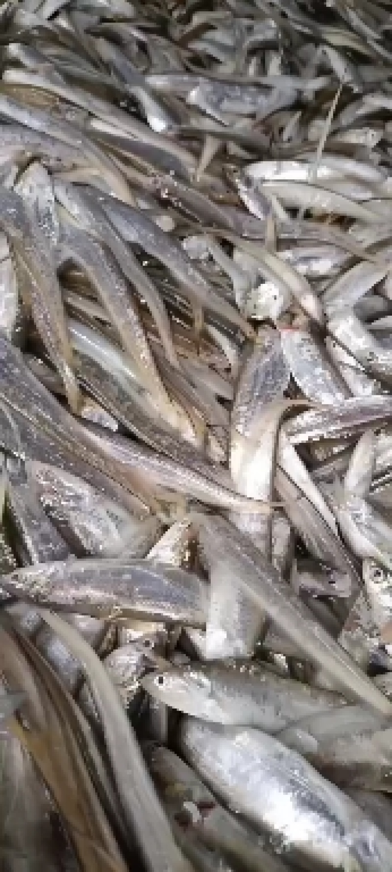 毛刀鱼，新鲜当天捕捞，冻品，质量保证，规格多多，诚信经营