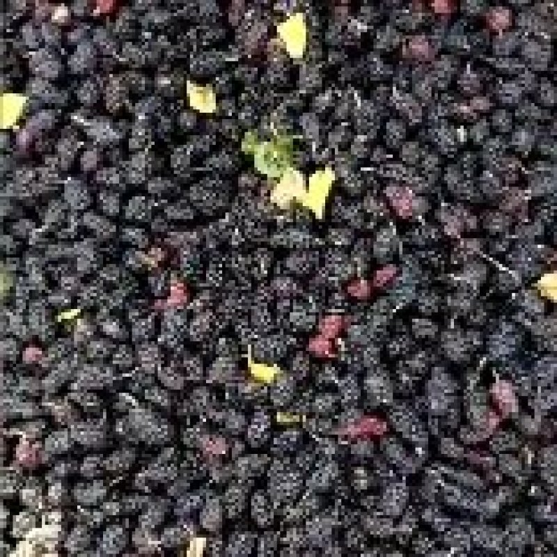【精】河北黑珍珠鲜桑葚产量达上万吨欢迎酒厂汁厂