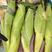 青州白糯鲜玉米大量上市便宜了合作0.4—0.85