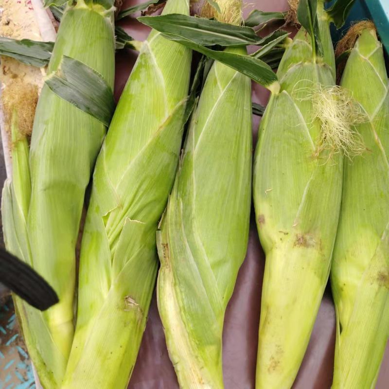 青州新白花糯鲜玉米大量上市便宜0.67元/个