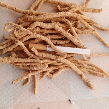 山西运城闻喜的远志筒，手选大货！