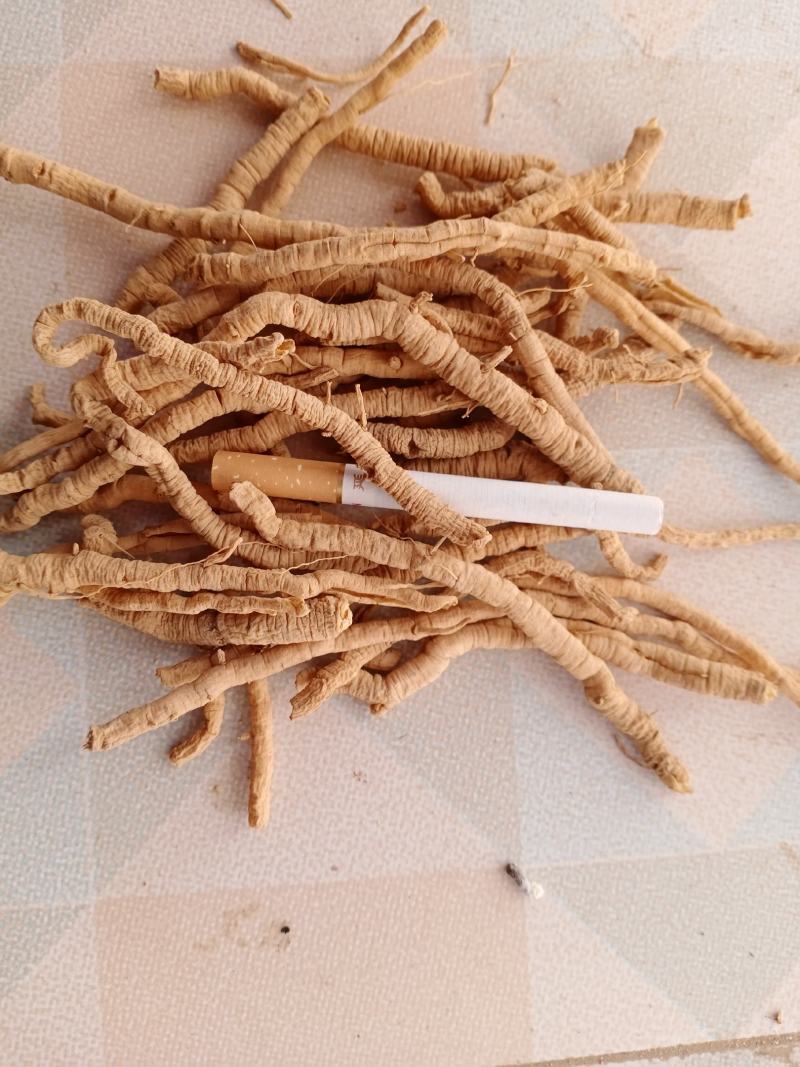 山西运城闻喜的远志筒，手选大货！
