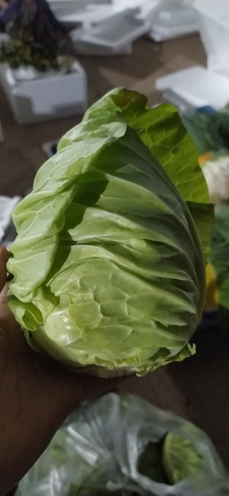 湖北甘蓝现货大量上市现砍现发可视频看货