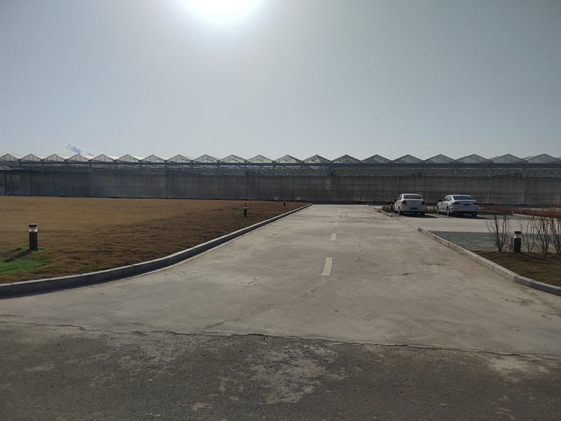 【西红柿】玻璃温室大棚种植，基地直供无土栽培雄蜂授粉
