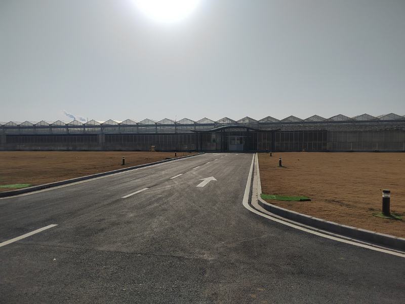 【西红柿】玻璃温室大棚种植，基地直供无土栽培雄蜂授粉