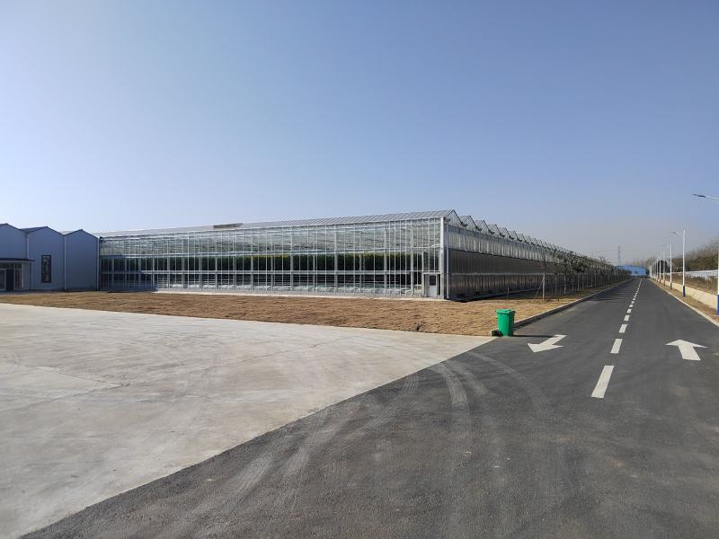 【西红柿】玻璃温室大棚种植，基地直供无土栽培雄蜂授粉