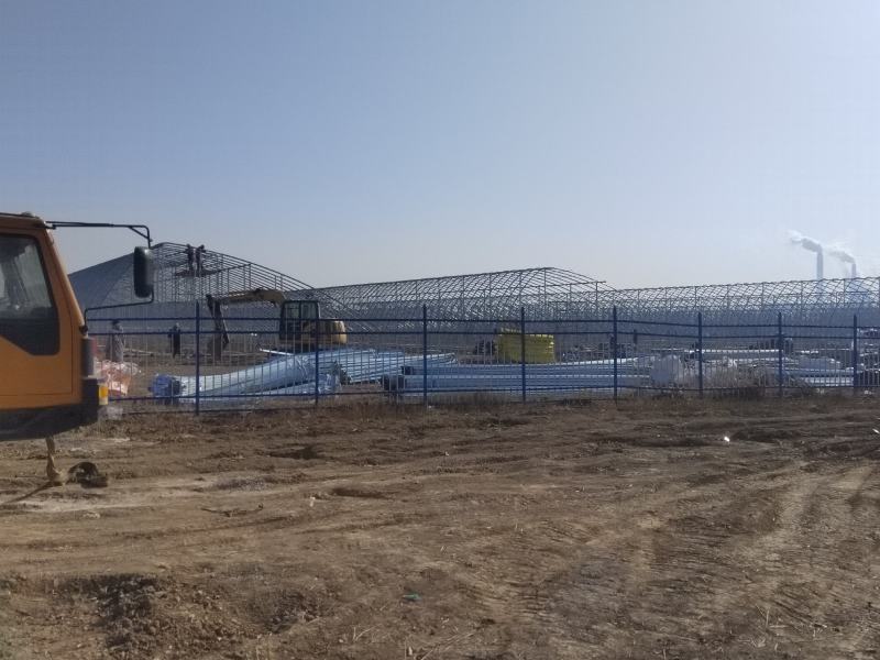 【西红柿】玻璃温室大棚种植，基地直供无土栽培雄蜂授粉