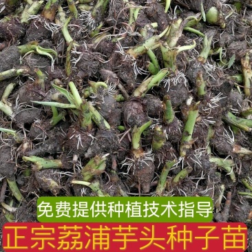 芋头种苗广西荔浦芋头种苗产地直发