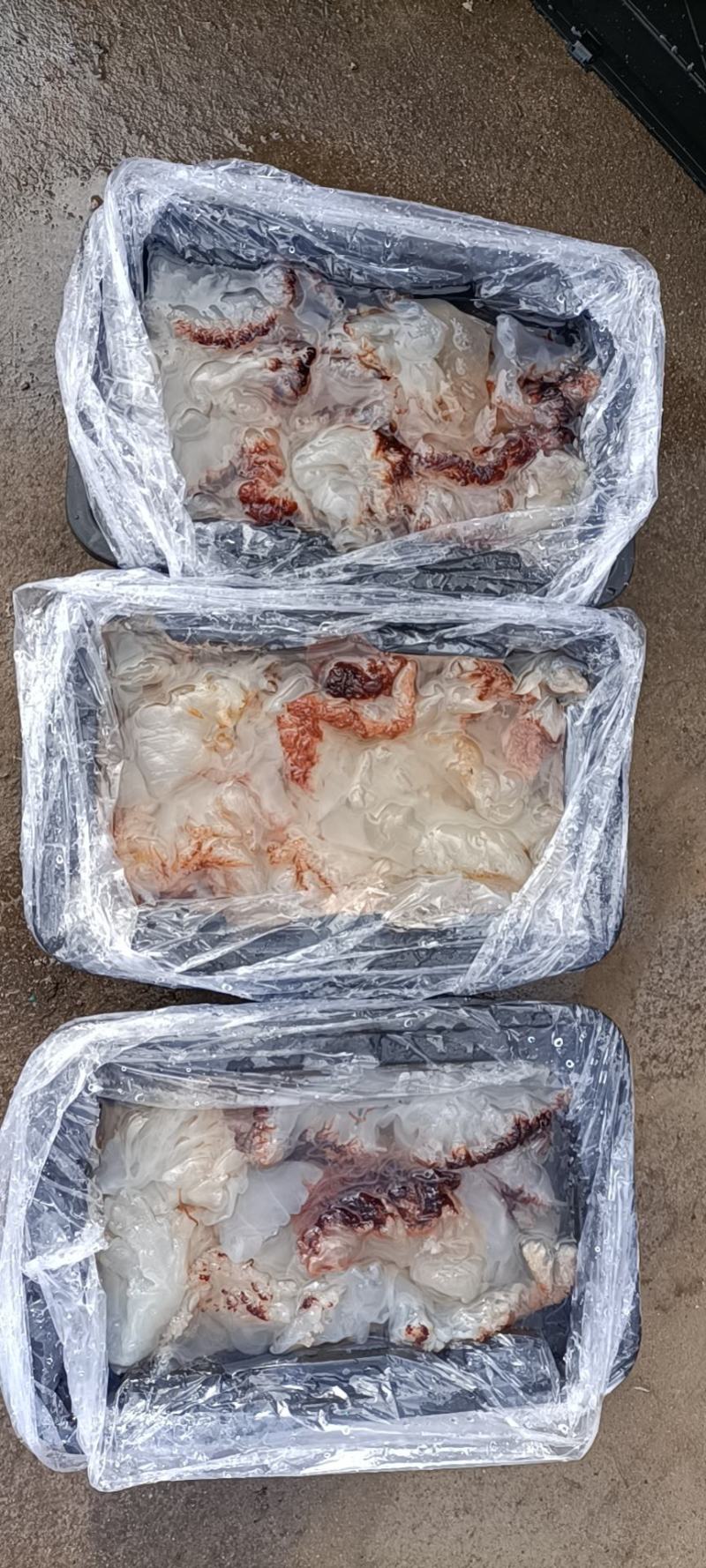 批发零售酒店商超团购福利海蜇头海蜇丝老醋海蜇头非即食