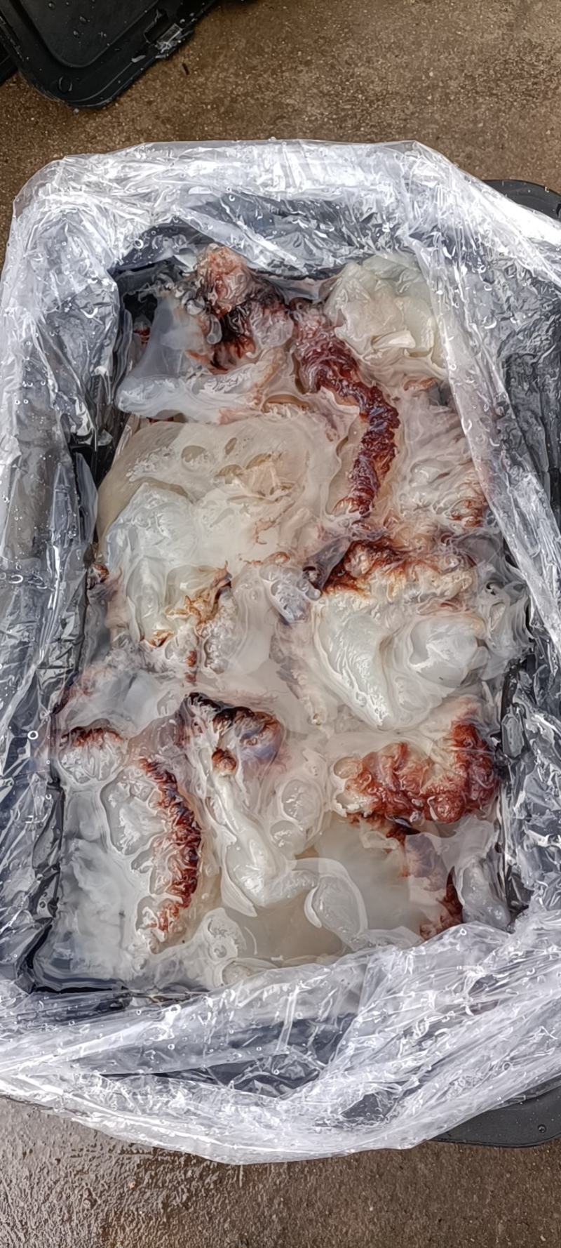 批发零售酒店商超团购福利海蜇头海蜇丝老醋海蜇头非即食
