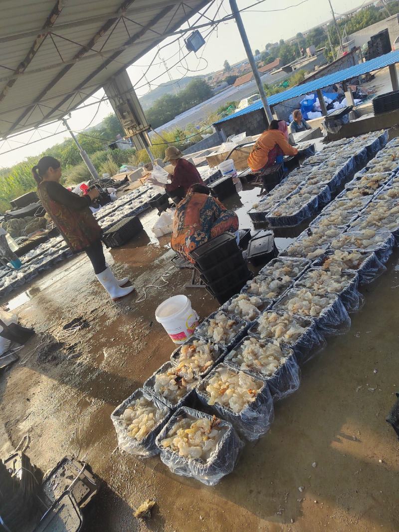 批发零售酒店商超团购福利海蜇头海蜇丝老醋海蜇头非即食