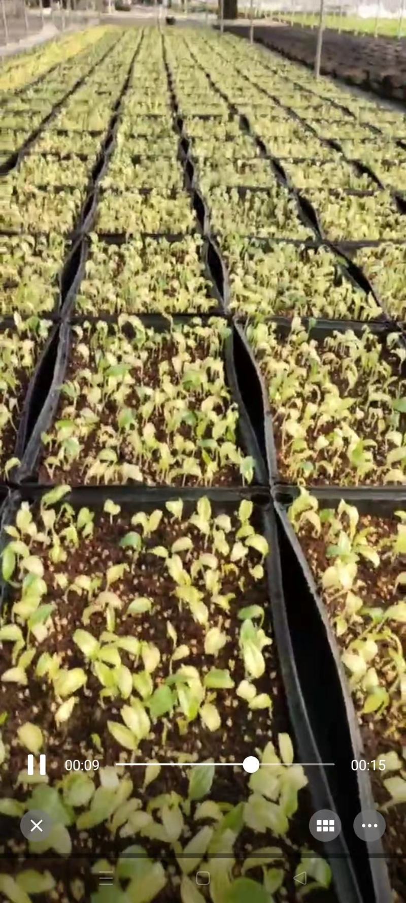 花叶良姜种苗庭园彩叶芳香地被绿植工程绿化苗
