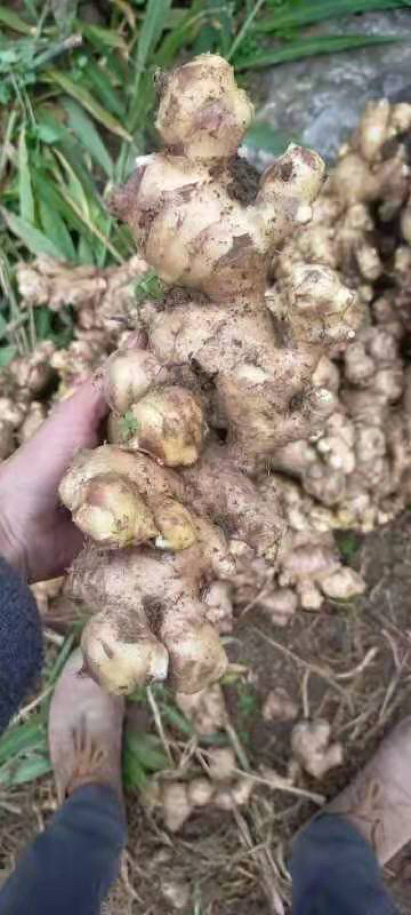 南方广西高山本地大肉姜。高山种植生姜味道纯正