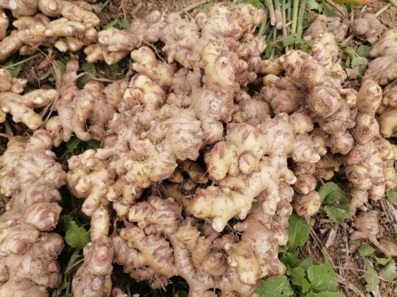 南方广西高山本地大肉姜。高山种植生姜味道纯正