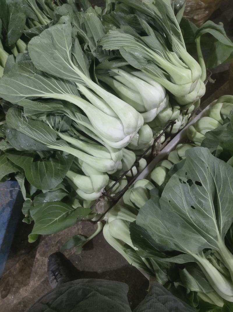 条根白湖南衡阳的特产