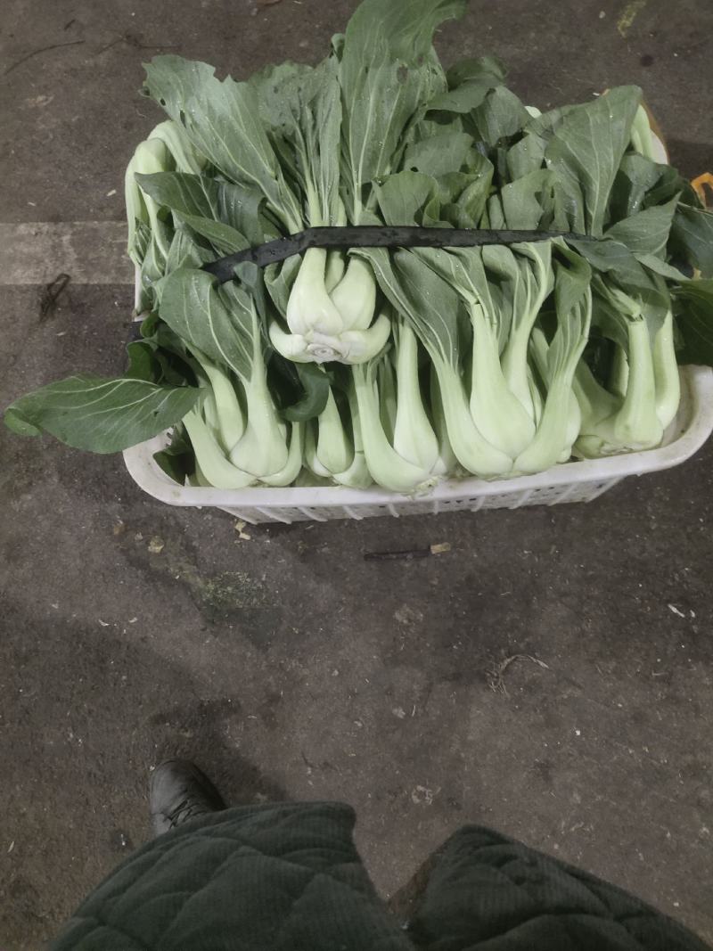 条根白湖南衡阳的特产