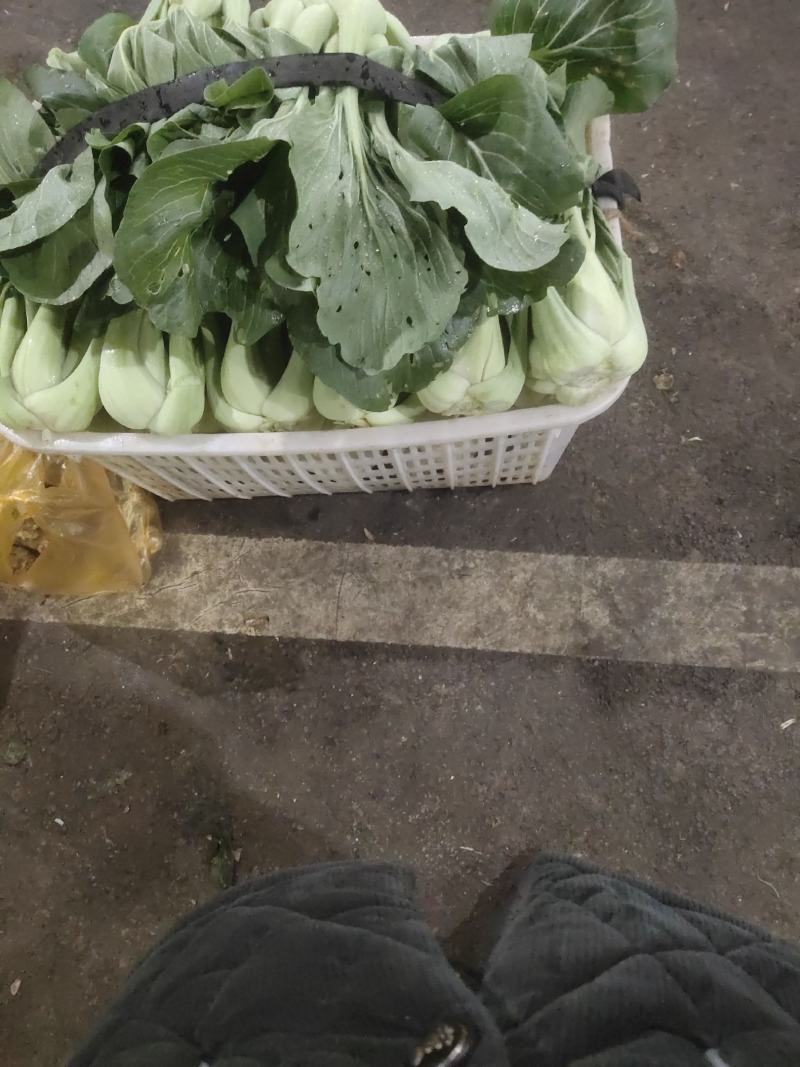 条根白湖南衡阳的特产