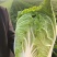 白菜大量上市，大白菜河南周口郸城县李楼乡孔楼行政村
