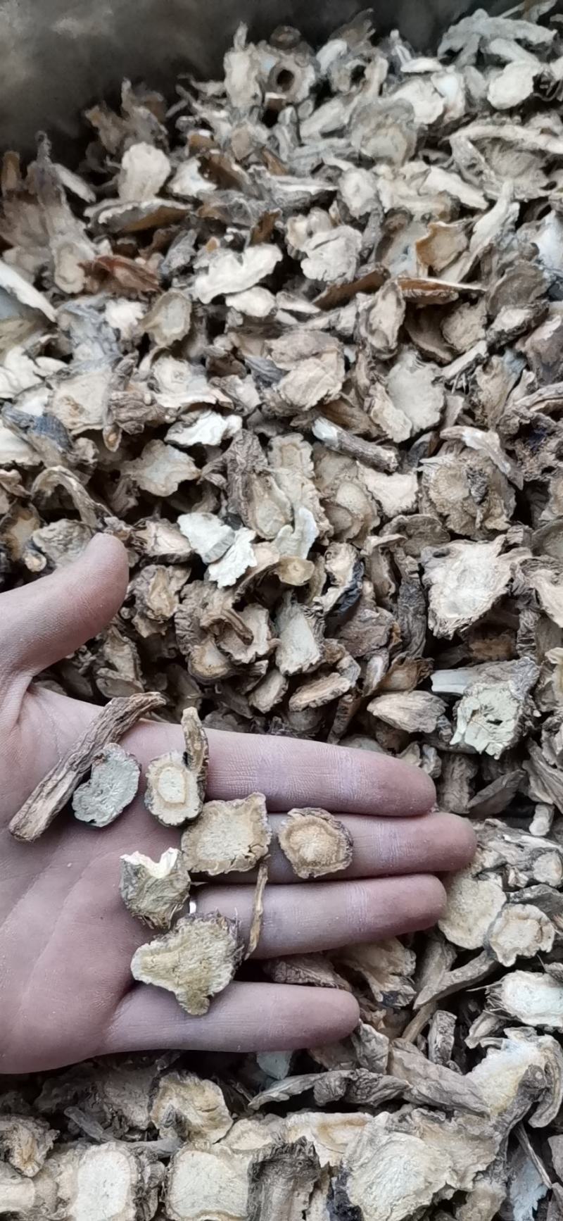 家种白花信前胡正品保证各种规格欢迎咨询
