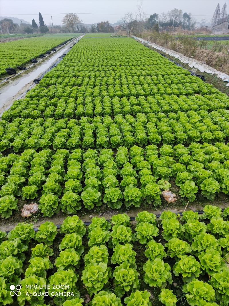 南昌生菜种植基地