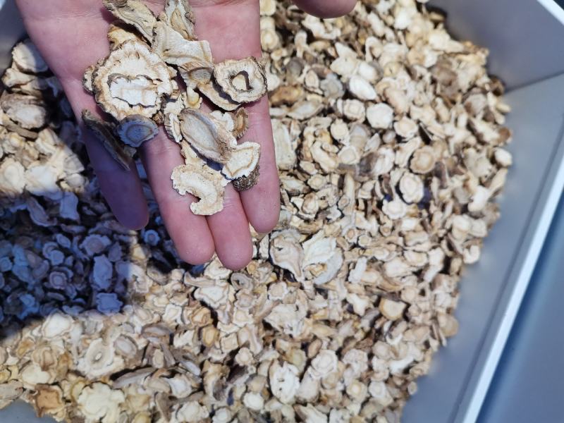 家种白花信前胡正品保证各种规格欢迎咨询