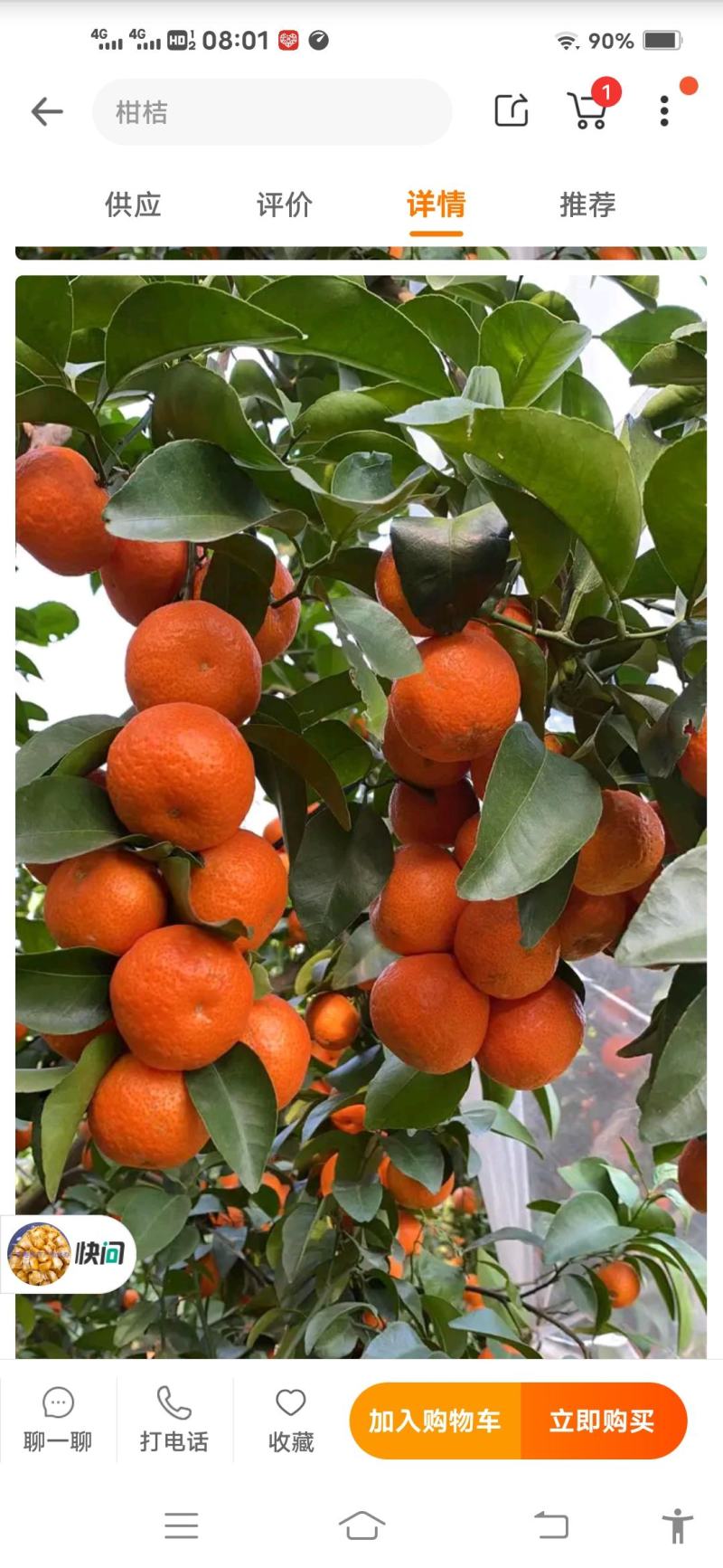 正宗无核无渣沙糖桔