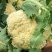 精品有机蔬菜花菜欢迎各地方老板前来采购