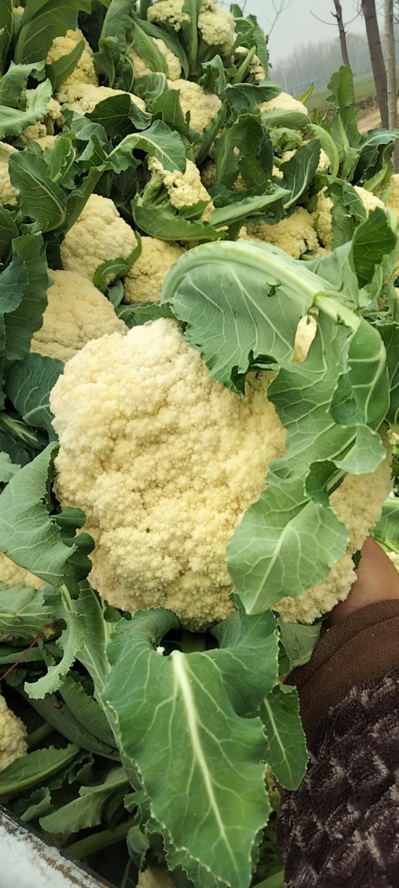 精品有机蔬菜花菜欢迎各地方老板前来采购