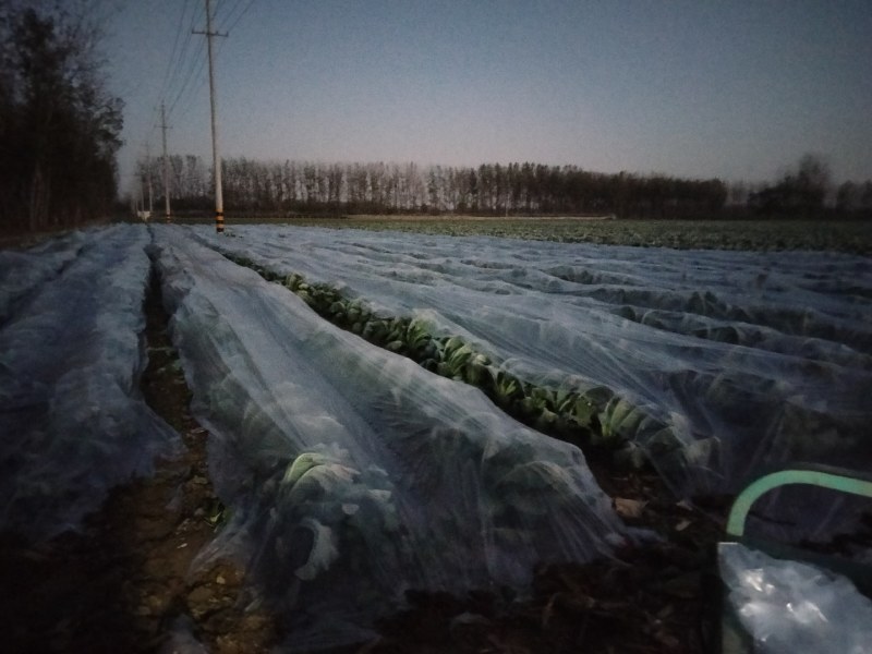 精品有机蔬菜花菜欢迎各地方老板前来采购