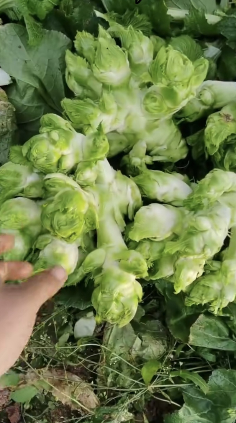 广安武胜基地儿菜净菜儿菜毛菜儿菜