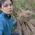 大量出售黄柏苗黄菠萝树苗川黄柏黄檗苗元剥皮药材苗基地