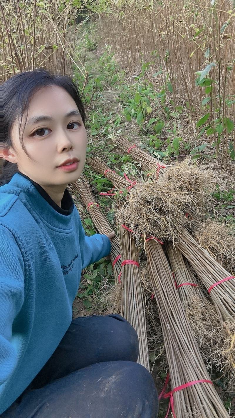 大量出售黄柏苗黄菠萝树苗川黄柏黄檗苗元剥皮药材苗基地