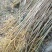 大量出售黄柏苗黄菠萝树苗川黄柏黄檗苗元剥皮药材苗基地
