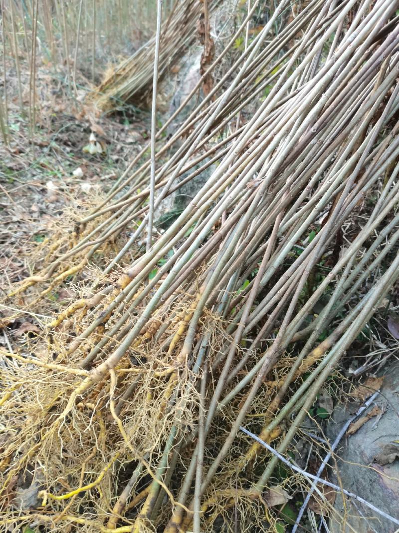 大量出售黄柏苗黄菠萝树苗川黄柏黄檗苗元剥皮药材苗基地