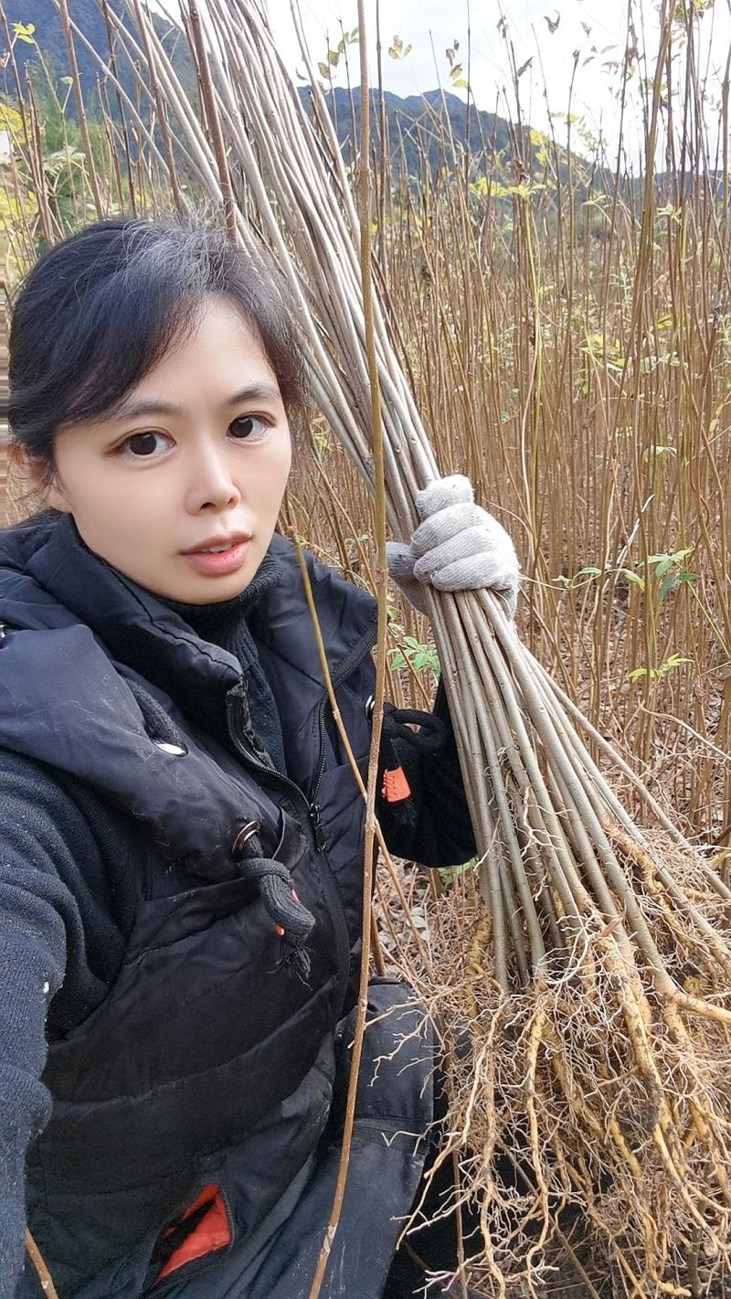 大量出售黄柏苗黄菠萝树苗川黄柏黄檗苗元剥皮药材苗基地