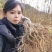 大量出售黄柏苗黄菠萝树苗川黄柏黄檗苗元剥皮药材苗基地