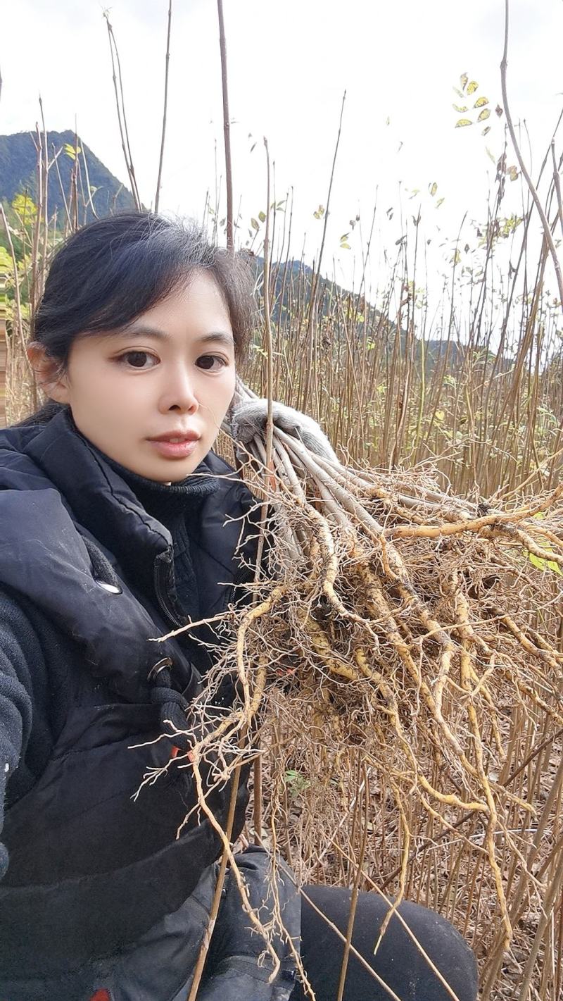 大量出售黄柏苗黄菠萝树苗川黄柏黄檗苗元剥皮药材苗基地