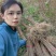 大量出售黄柏苗黄菠萝树苗川黄柏黄檗苗元剥皮药材苗基地