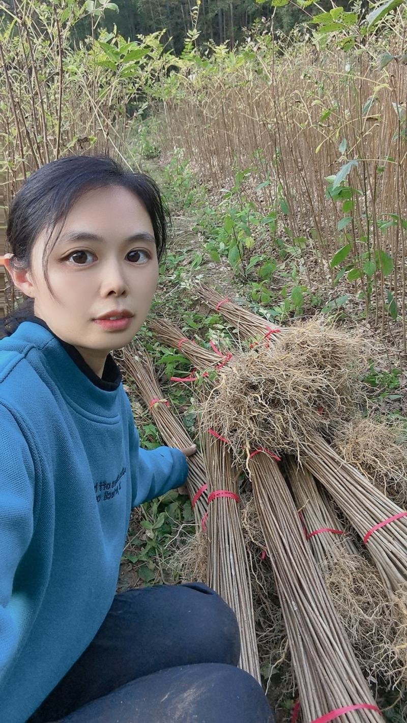 大量出售黄柏苗黄菠萝树苗川黄柏黄檗苗元剥皮药材苗基地
