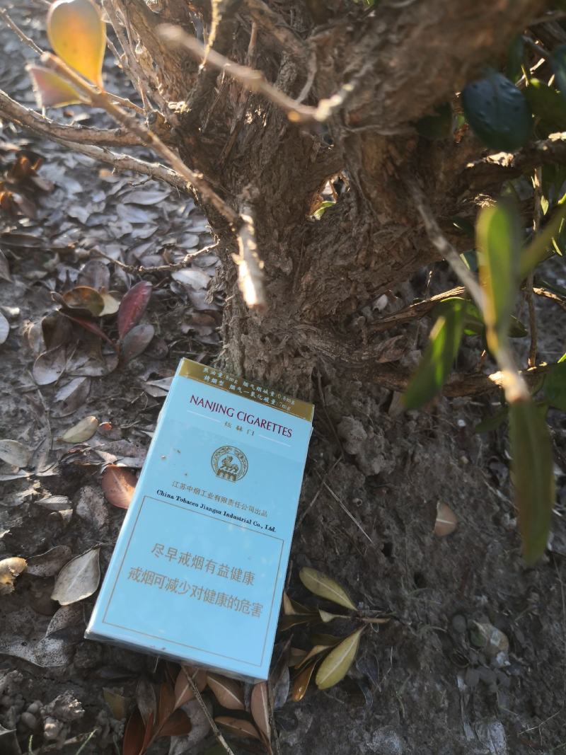 瓜子黄杨