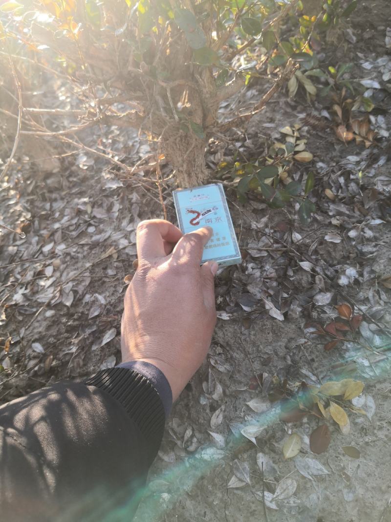 瓜子黄杨