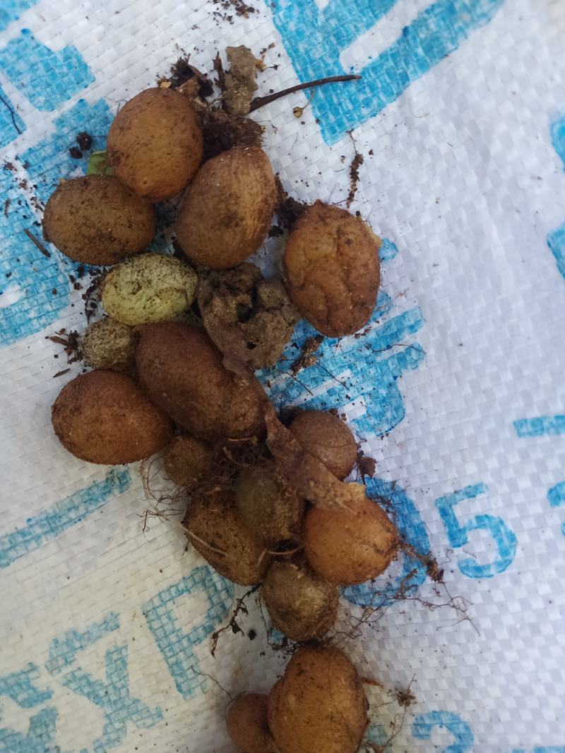 云南原生态石黄皮，肾结，叶叫凤凰蛋，现採现卖