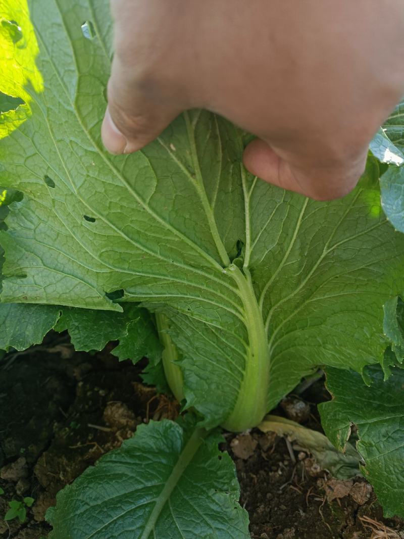 长白菜