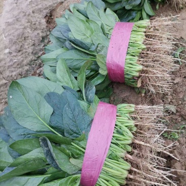 大棚菠菜