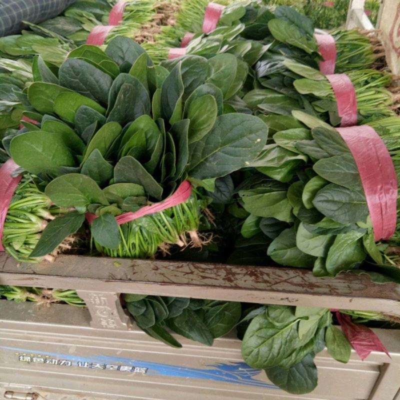 大棚菠菜